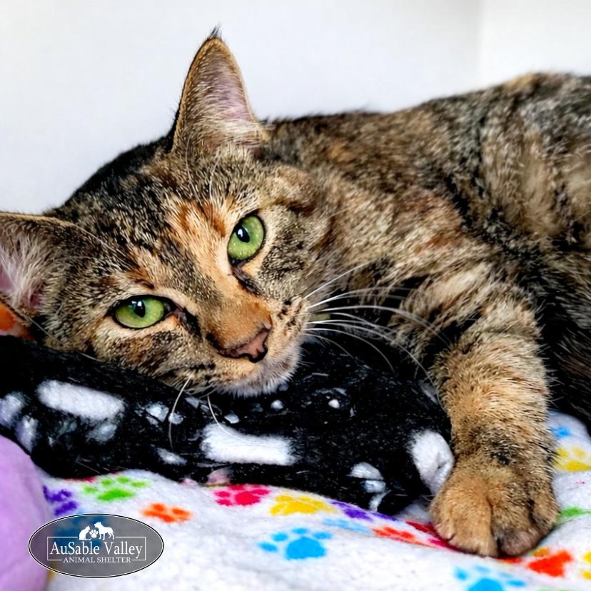Enlarge Ginger, a ADOPTABLE Domestic Short Hair in Grayling, MI image 1/4
