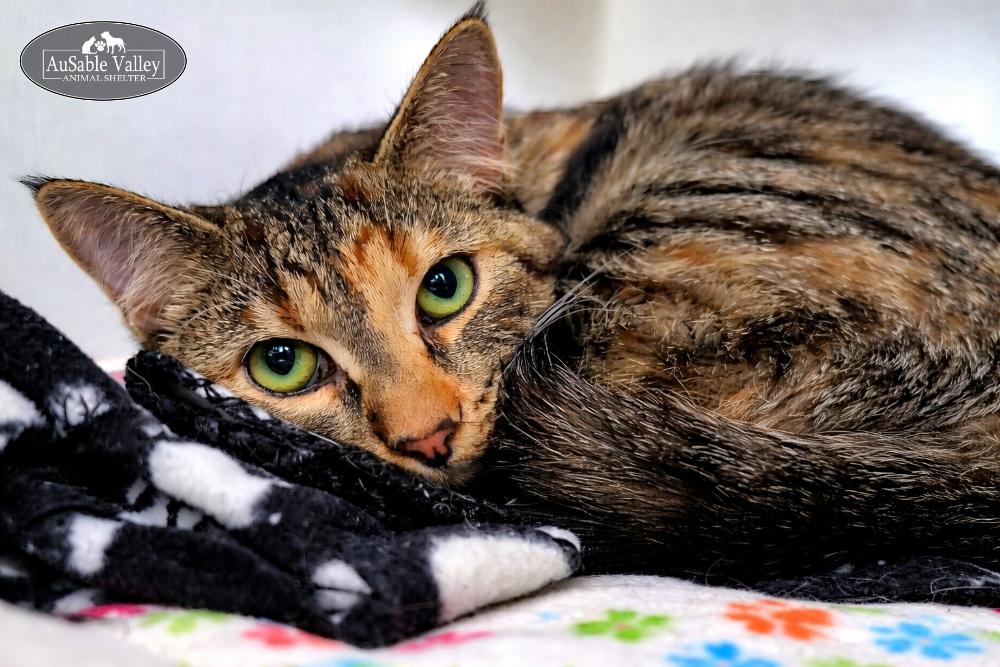 Enlarge Ginger, a ADOPTABLE Domestic Short Hair in Grayling, MI image 4/4