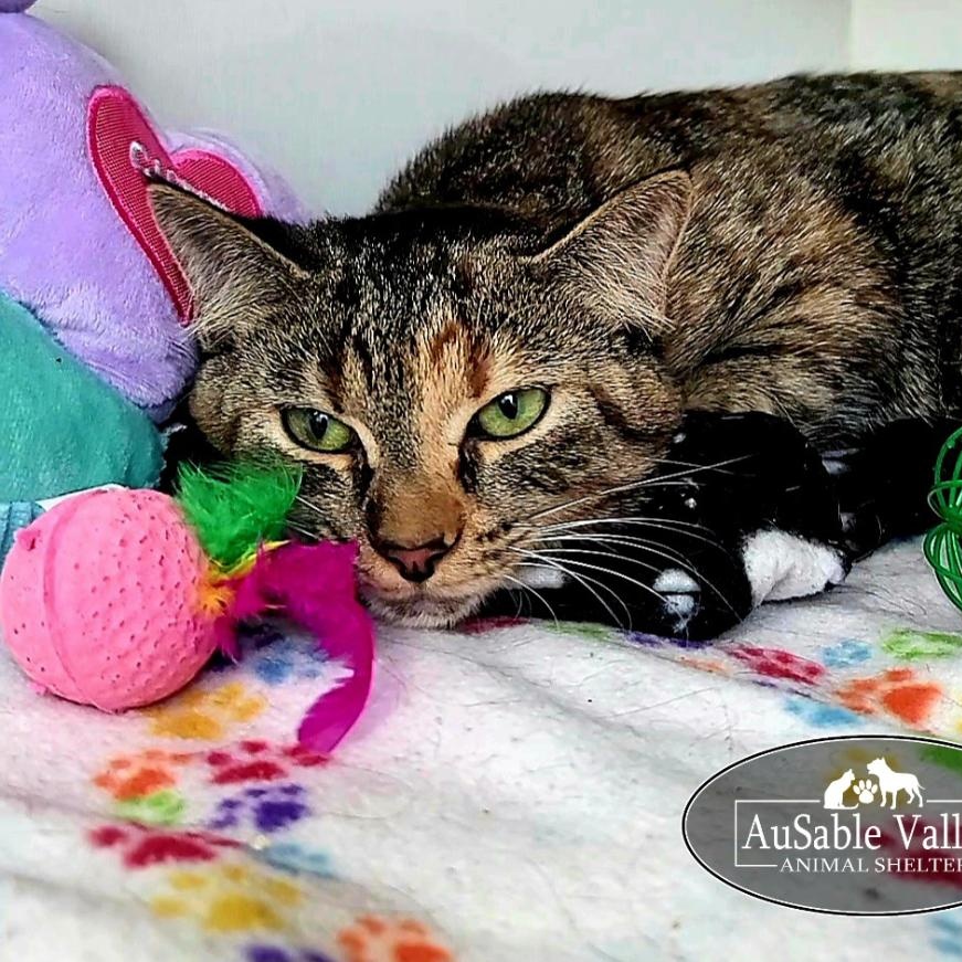 Enlarge Ginger, a ADOPTABLE Domestic Short Hair in Grayling, MI image 3/4