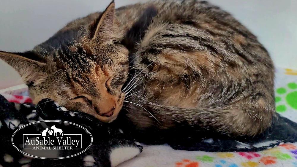 Enlarge Ginger, a ADOPTABLE Domestic Short Hair in Grayling, MI image 2/4