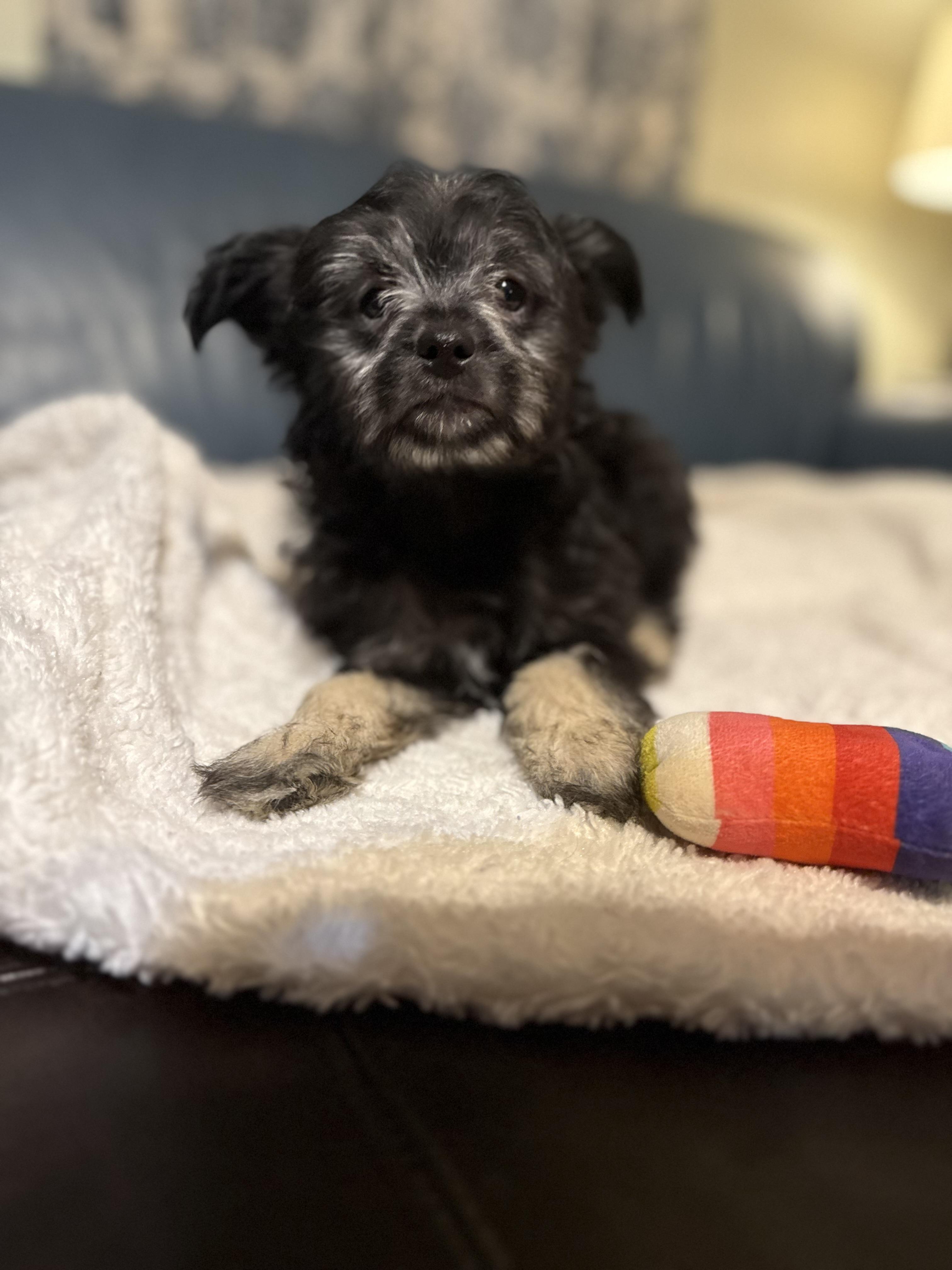 Enlarge Greta, an adopted mixed breed in Asheville, NC image 6/6