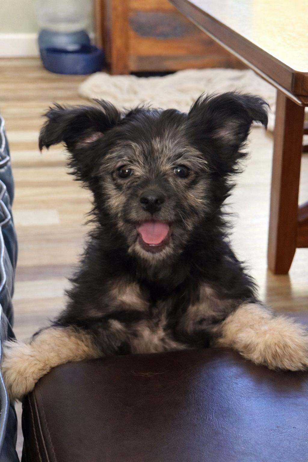 Enlarge Greta, an adopted mixed breed in Asheville, NC image 1/6