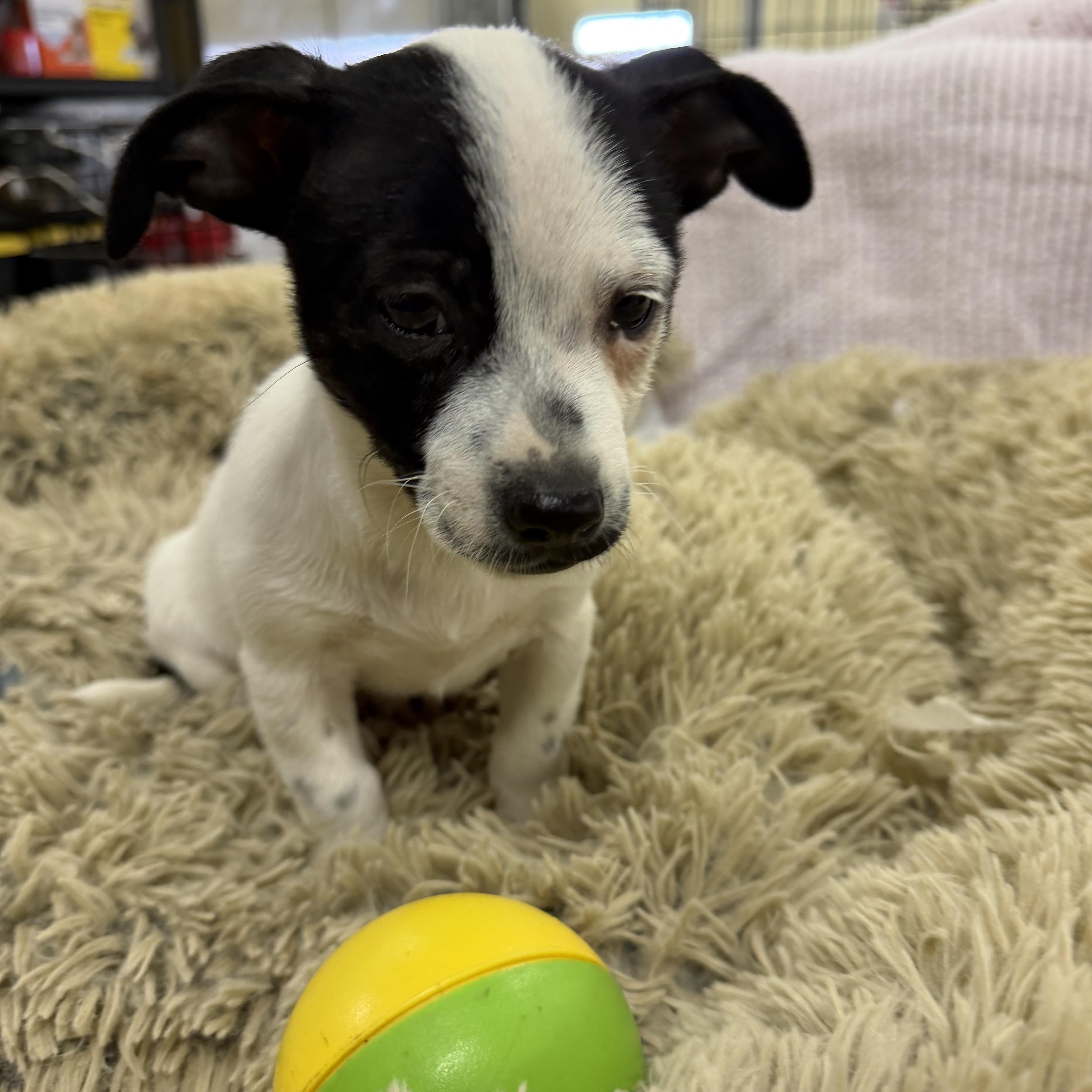 Starr - 12 weeks old chihuahua mix, Adopted, Puppy Male Chihuahua.