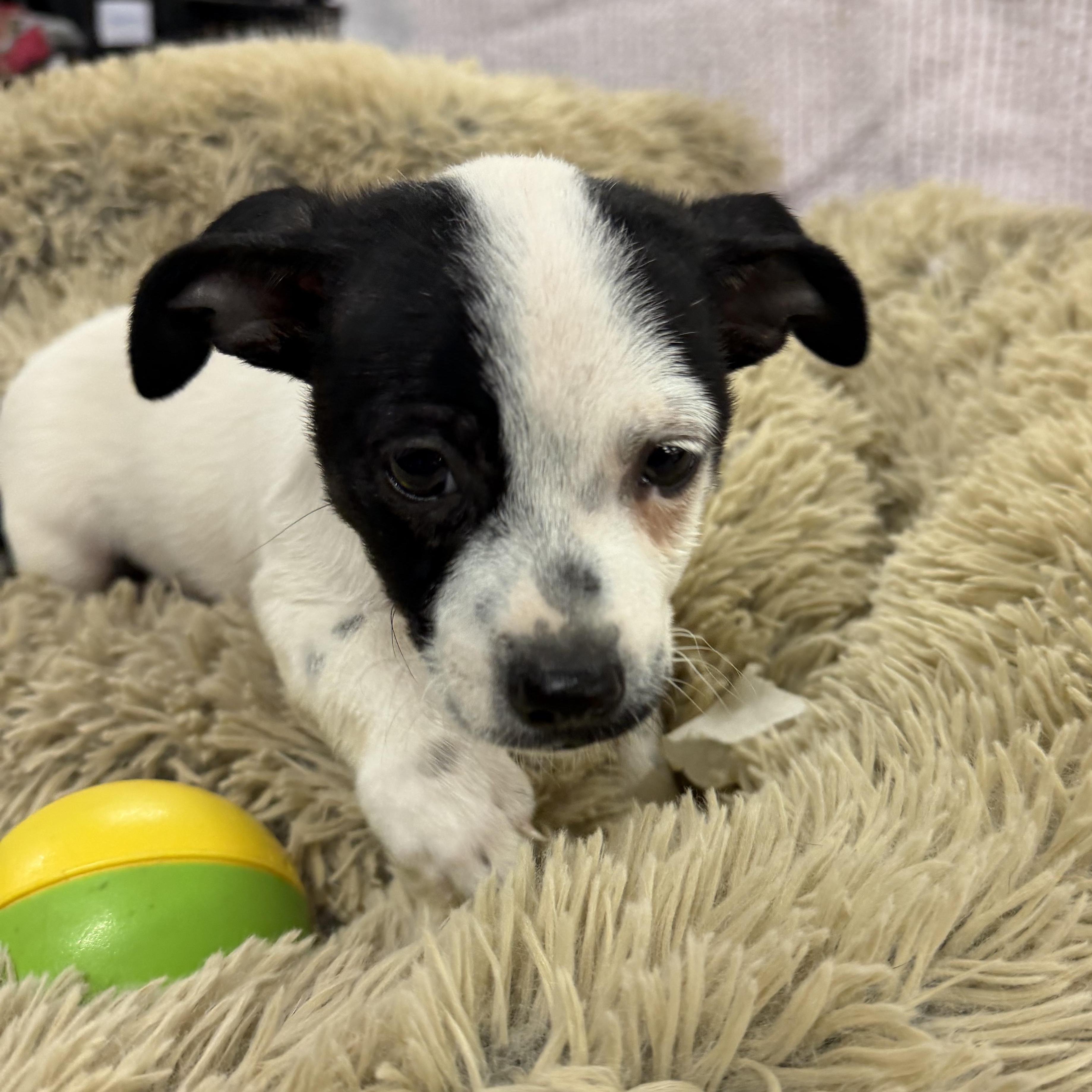Enlarge Starr - 12 weeks old chihuahua mix, a Adopted mixed breed in Muldrow, OK image 2/4