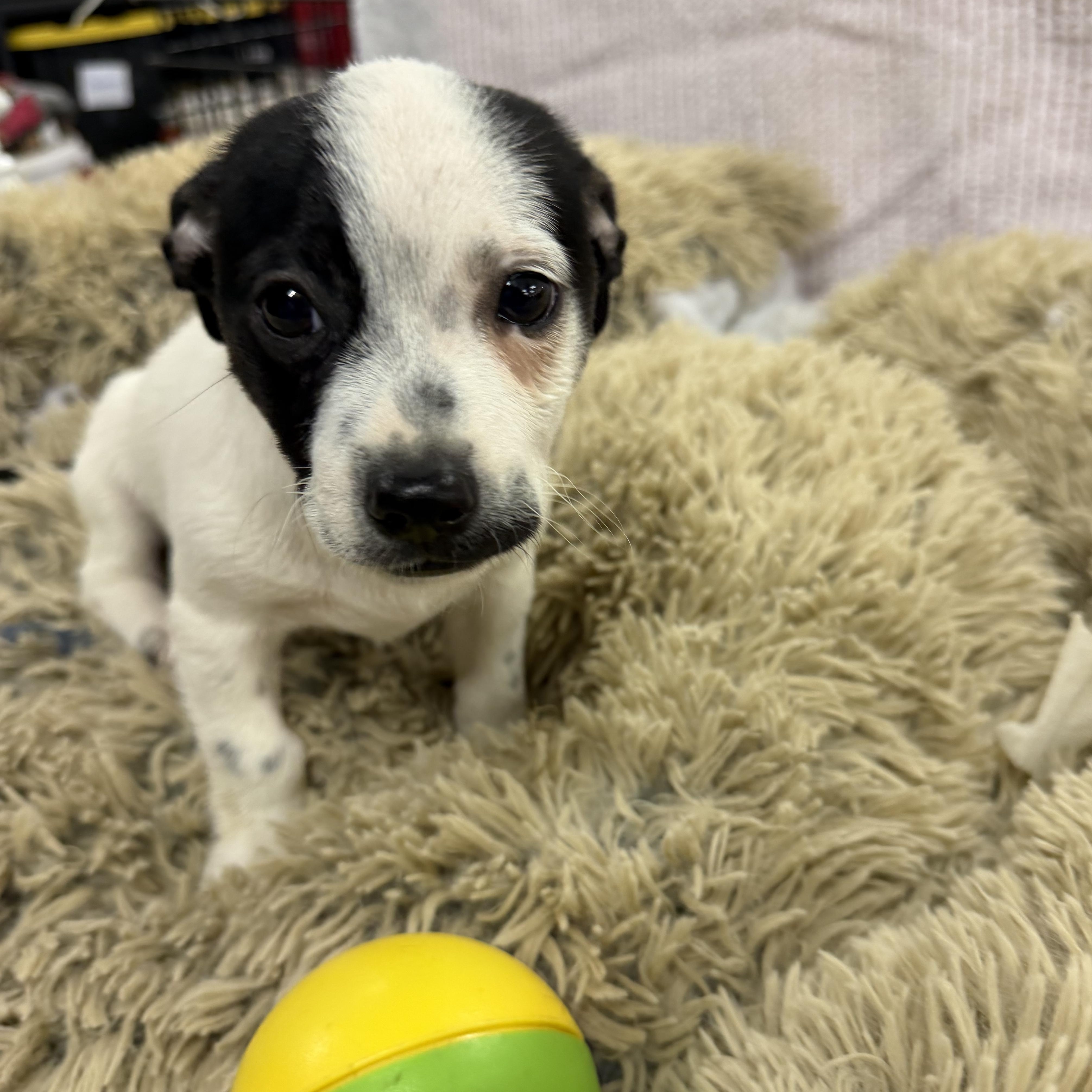 Enlarge Starr - 12 weeks old chihuahua mix, a Adopted mixed breed in Muldrow, OK image 3/4