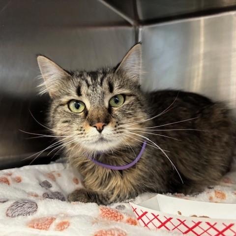 Enlarge ADOPTED!! Margie , an adopted Domestic Long Hair in Braintree, MA image 5/6