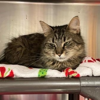 Enlarge ADOPTED!! Margie , an adopted Domestic Long Hair in Braintree, MA image 4/6