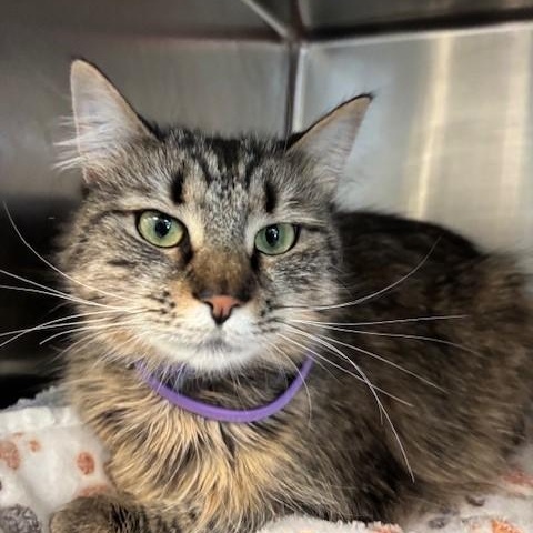 Enlarge ADOPTED!! Margie , an adopted Domestic Long Hair in Braintree, MA image 3/6