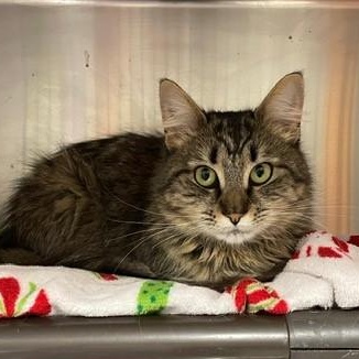Enlarge ADOPTED!! Margie , an adopted Domestic Long Hair in Braintree, MA image 2/6