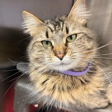 Enlarge ADOPTED!! Margie , an adopted Domestic Long Hair in Braintree, MA image 6/6