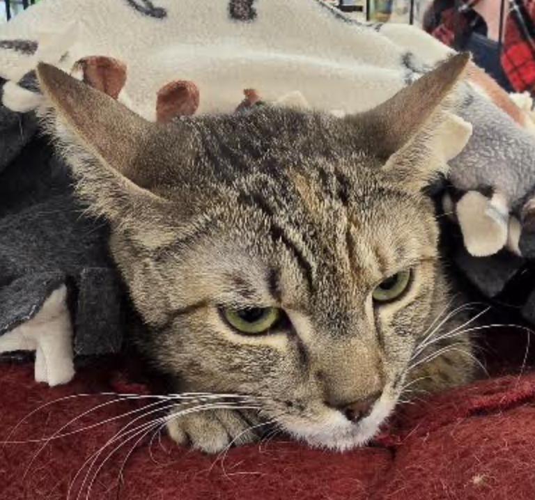 Shirley — thumbnail 2