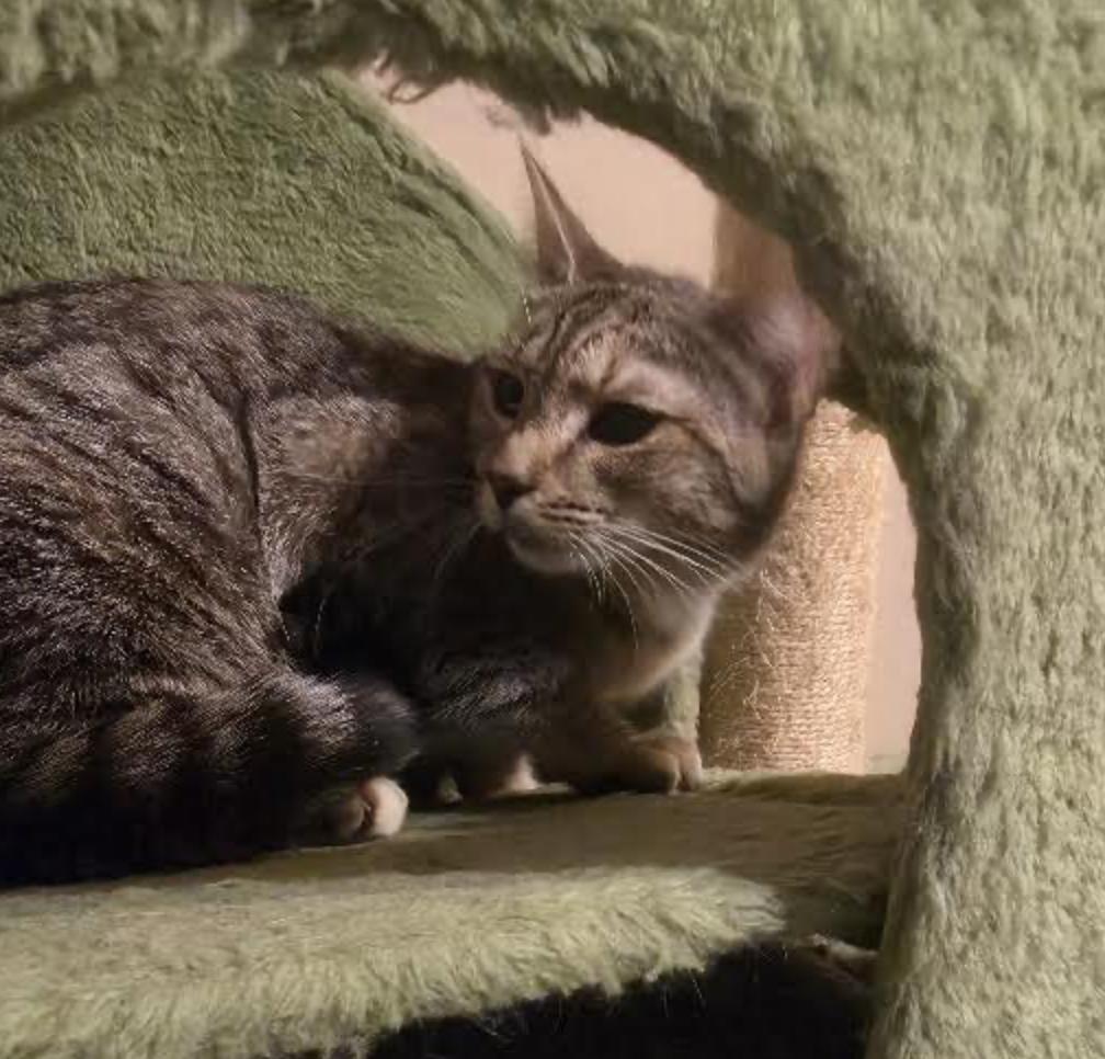 Shirley — thumbnail 3