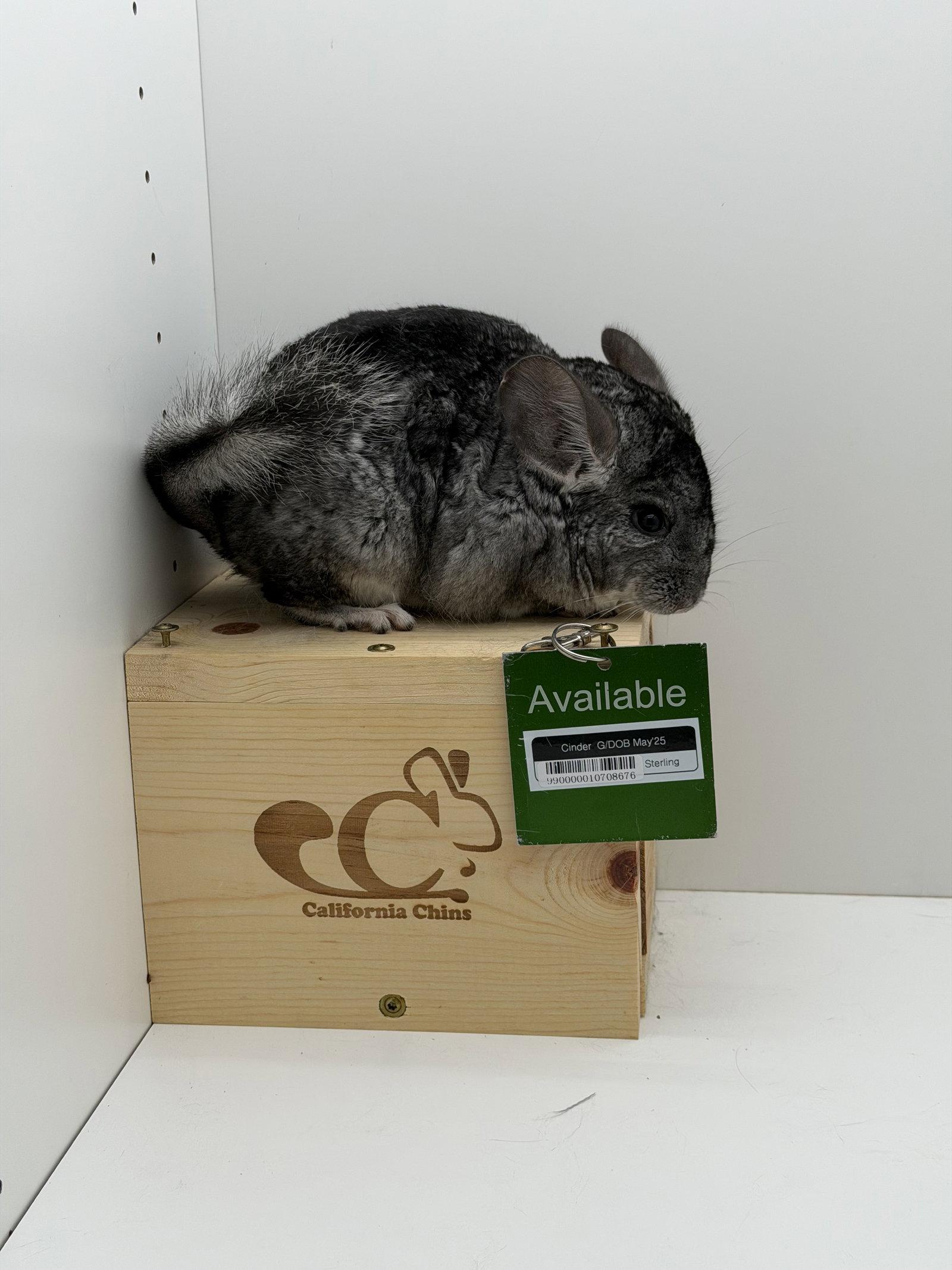 Cinder, Adoptable, Young Female Chinchilla.