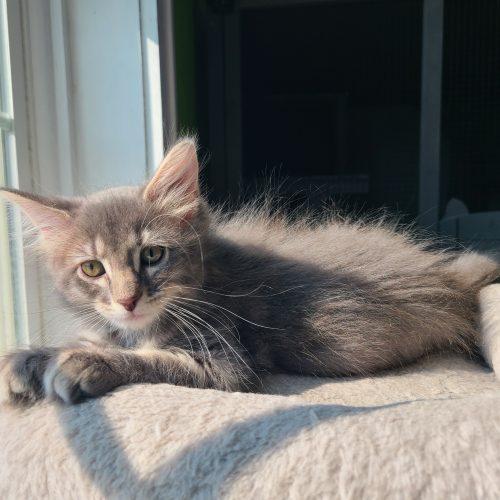 Annabeth, Adoptable, Kitten Female Domestic Medium Hair.