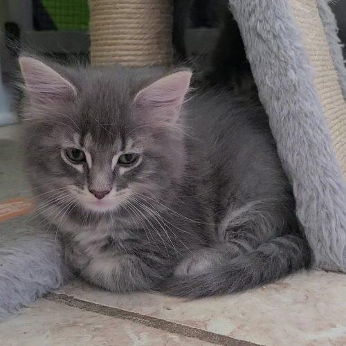 Enlarge Annabeth, a Adoptable Domestic Medium Hair in Elizabeth, IL image 2/4