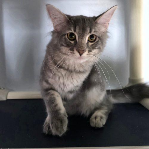 Enlarge Annabeth, a Adoptable Domestic Medium Hair in Elizabeth, IL image 3/4