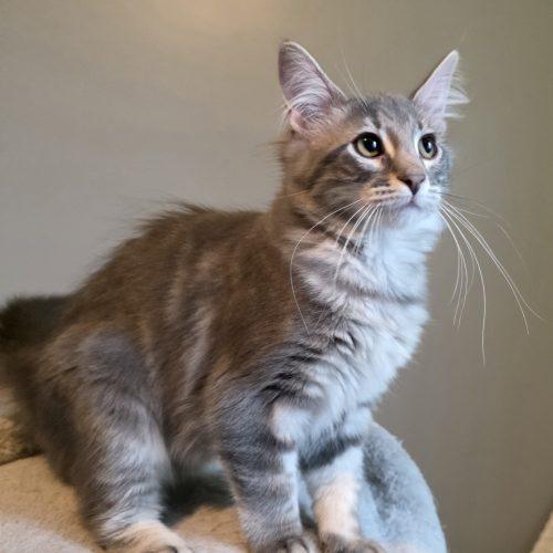 Enlarge Annabeth, a Adoptable Domestic Medium Hair in Elizabeth, IL image 4/4