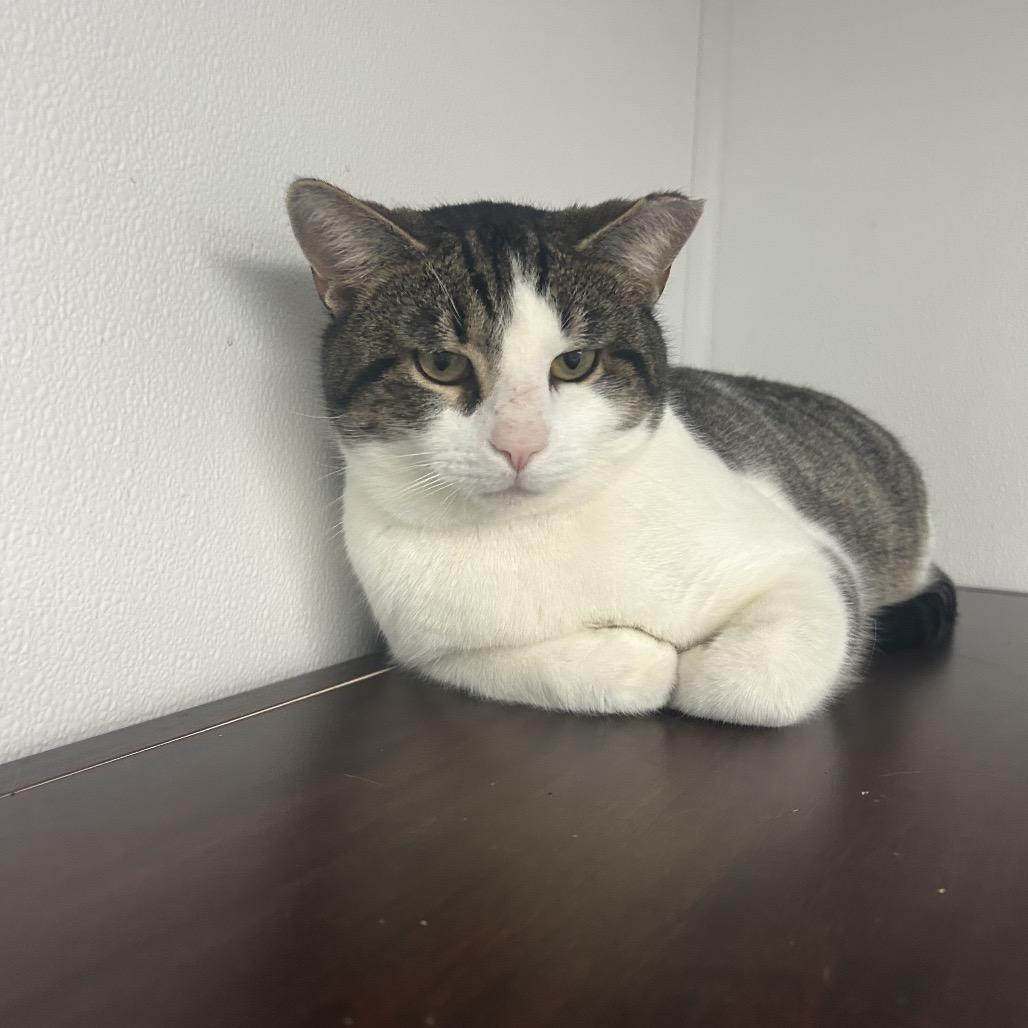 Wilbur, Adoptable, Young Male Domestic Short Hair & Domestic Short Hair.