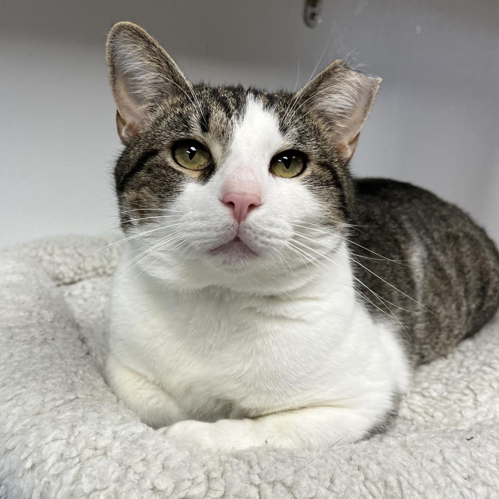 Enlarge Wilbur, a Adoptable mixed breed in La Grange, KY image 2/3