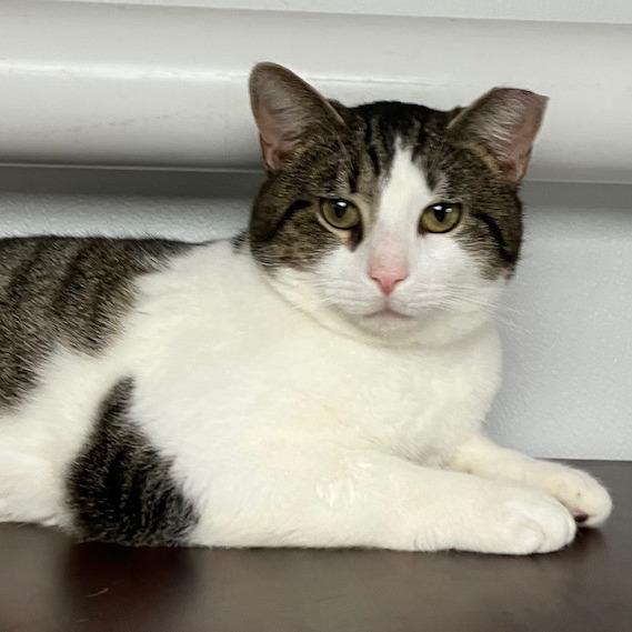 Enlarge Wilbur, a Adoptable mixed breed in La Grange, KY image 3/3