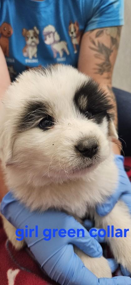 Eclair, Adoptable, Puppy Female Great Pyrenees & Mixed Breed.