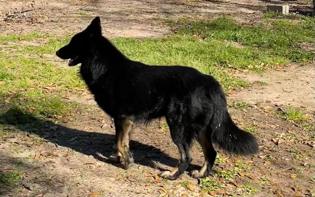 Enlarge Magic Merlin, a Adoptable German Shepherd Dog in Caro, MI image 3/6