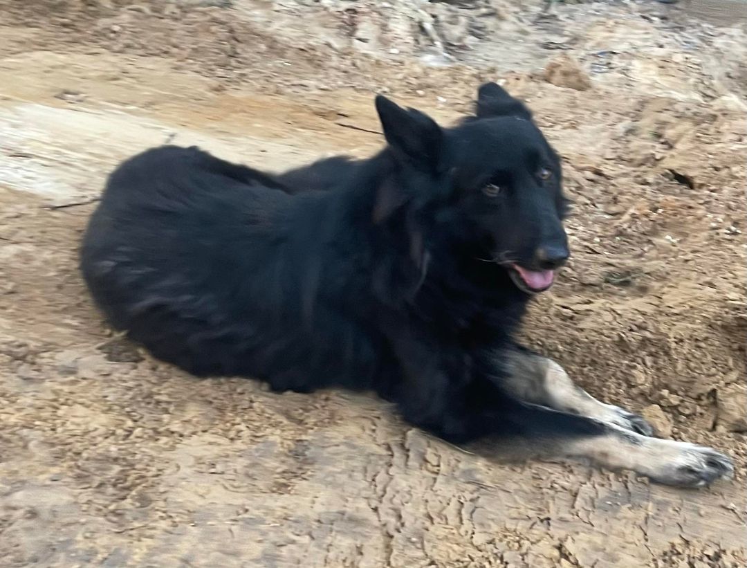 Enlarge Magic Merlin, a Adoptable German Shepherd Dog in Caro, MI image 4/6