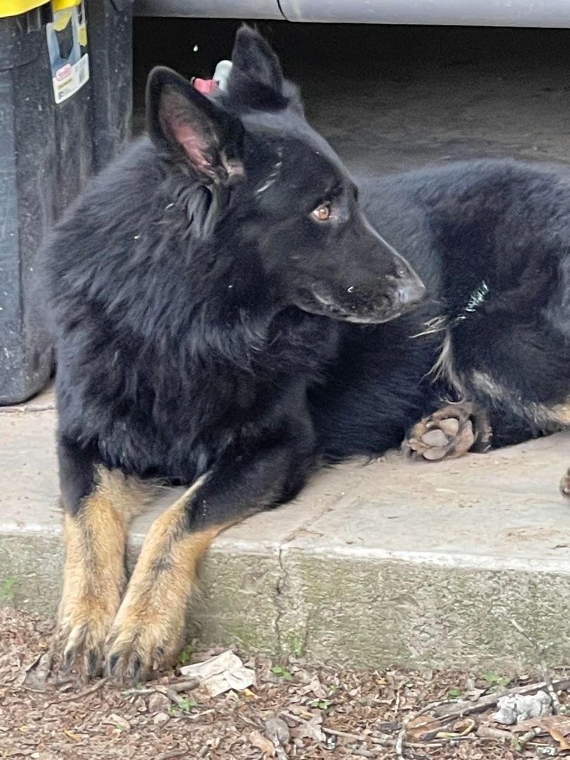 Enlarge Magic Merlin, a Adoptable German Shepherd Dog in Caro, MI image 5/6