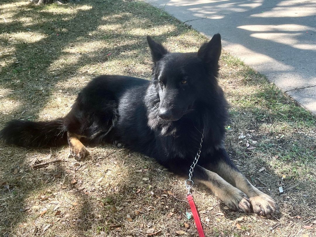 Enlarge Magic Merlin, a Adoptable German Shepherd Dog in Caro, MI image 6/6