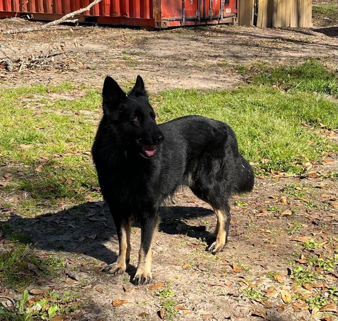 Enlarge Magic Merlin, a Adoptable German Shepherd Dog in Caro, MI image 1/6
