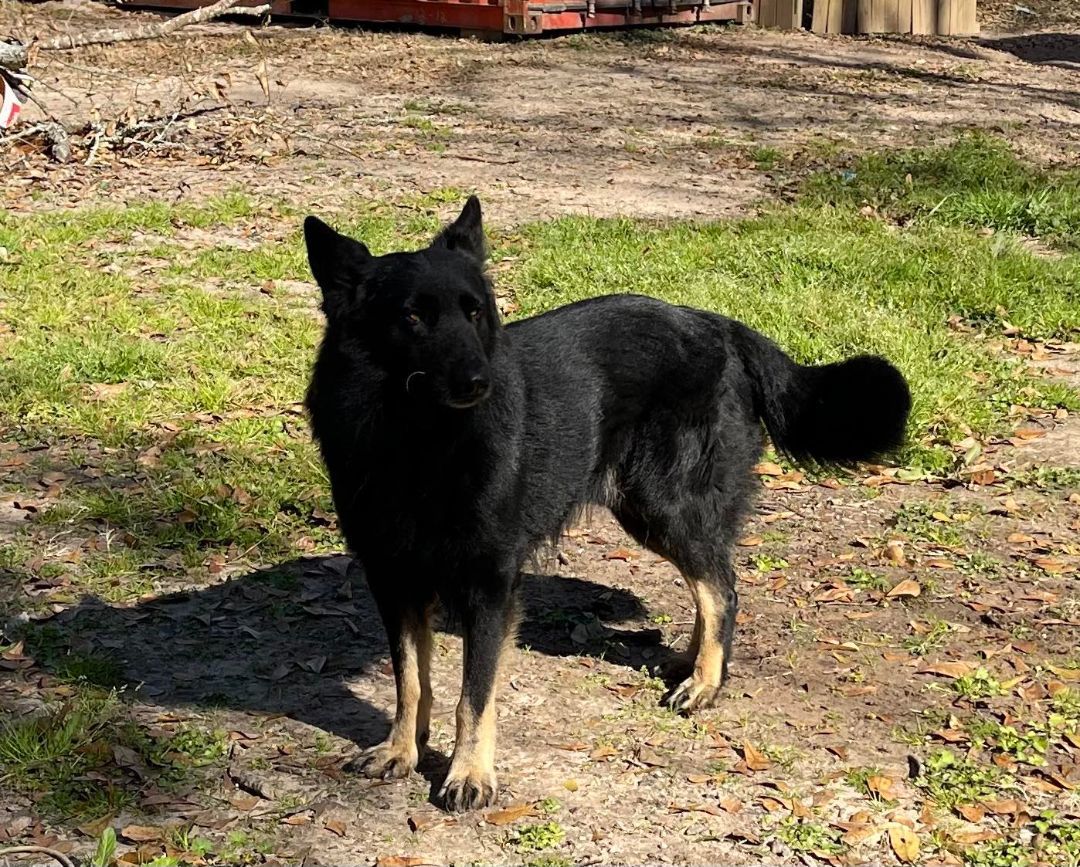 Enlarge Magic Merlin, a Adoptable German Shepherd Dog in Caro, MI image 2/6