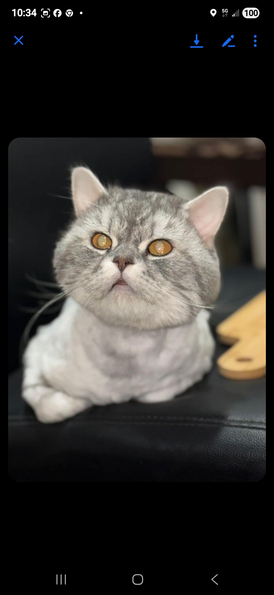 Enlarge Gimmy, a Adoptable Domestic Long Hair in Snow Hill, MD image 2/6