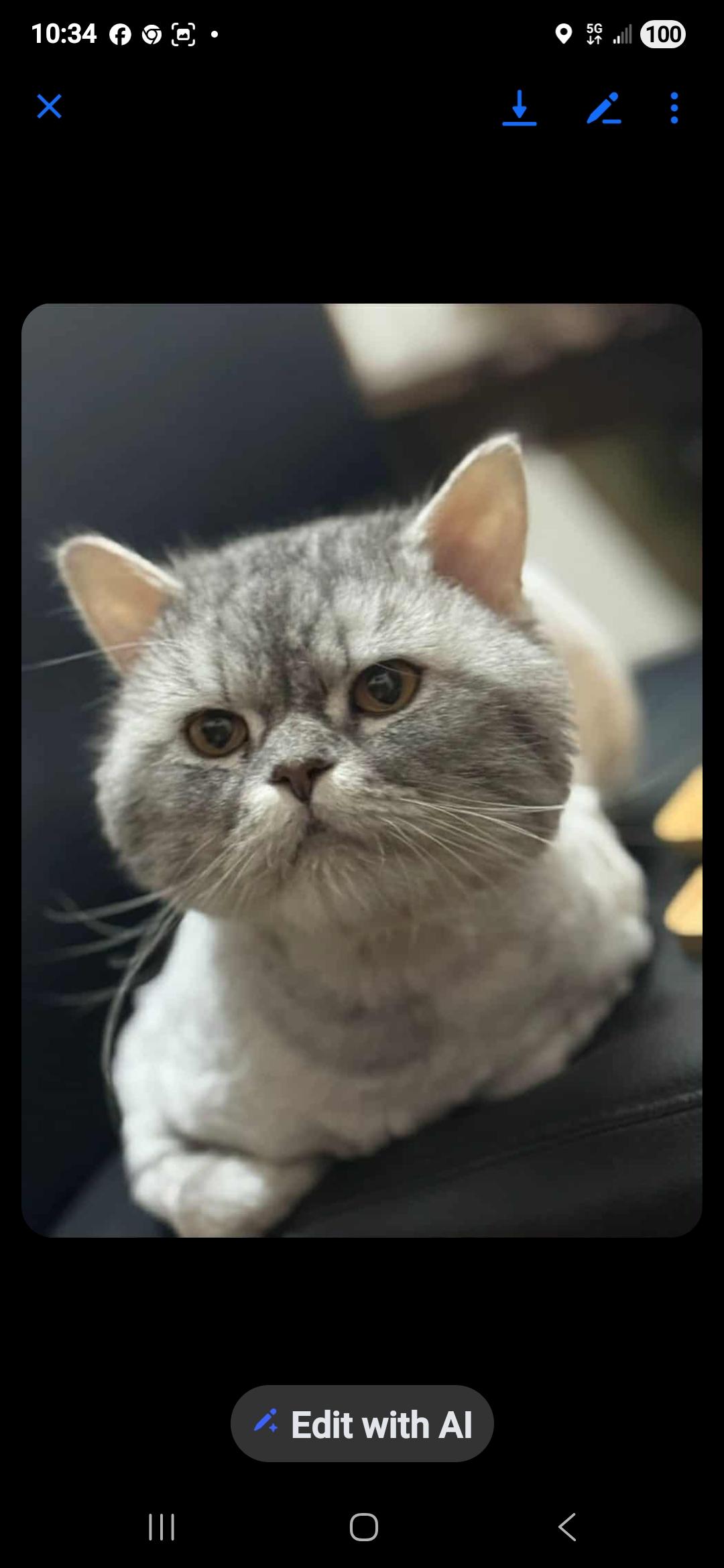 Enlarge Gimmy, a Adoptable Domestic Long Hair in Snow Hill, MD image 4/6