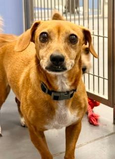 Brownie, adopted, Adult Female Dachshund & Terrier.