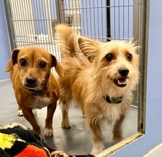 Brownie, an adopted mixed breed in Winter Haven, FL image 3/3