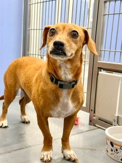 Brownie, an adopted mixed breed in Winter Haven, FL image 2/3