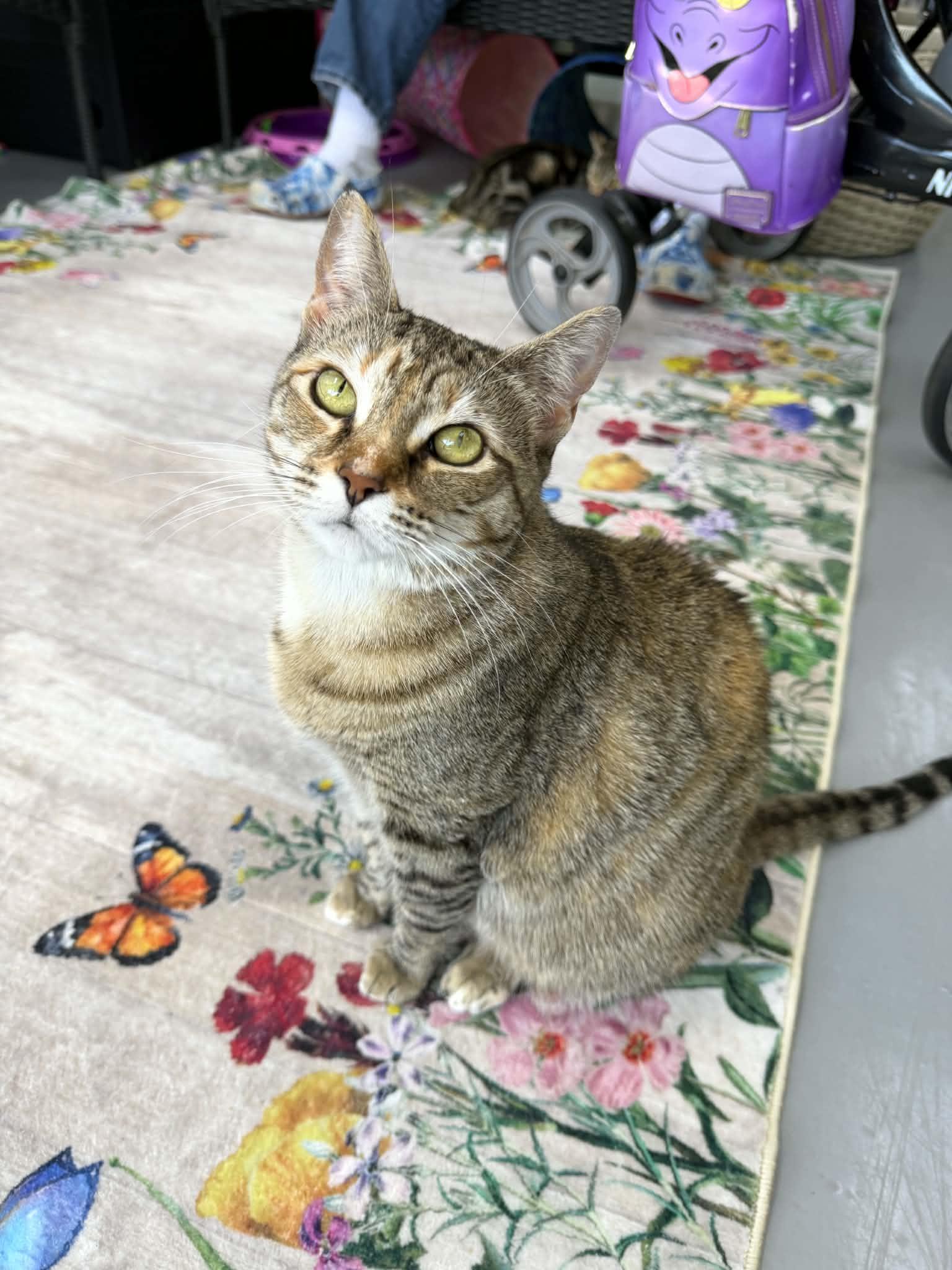 Hex , a ADOPTABLE Torbie in Tavares, FL image 3/3