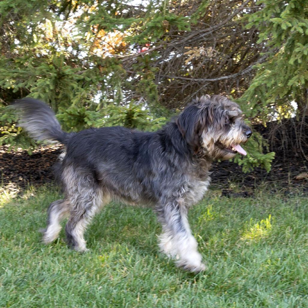 Molly, a Adoptable mixed breed in McKean, PA image 3/6