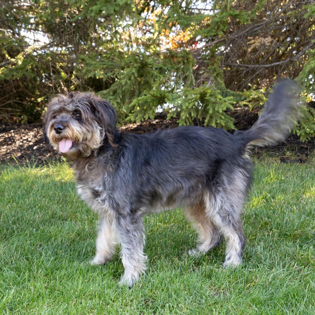 Molly, a Adoptable mixed breed in McKean, PA image 4/6