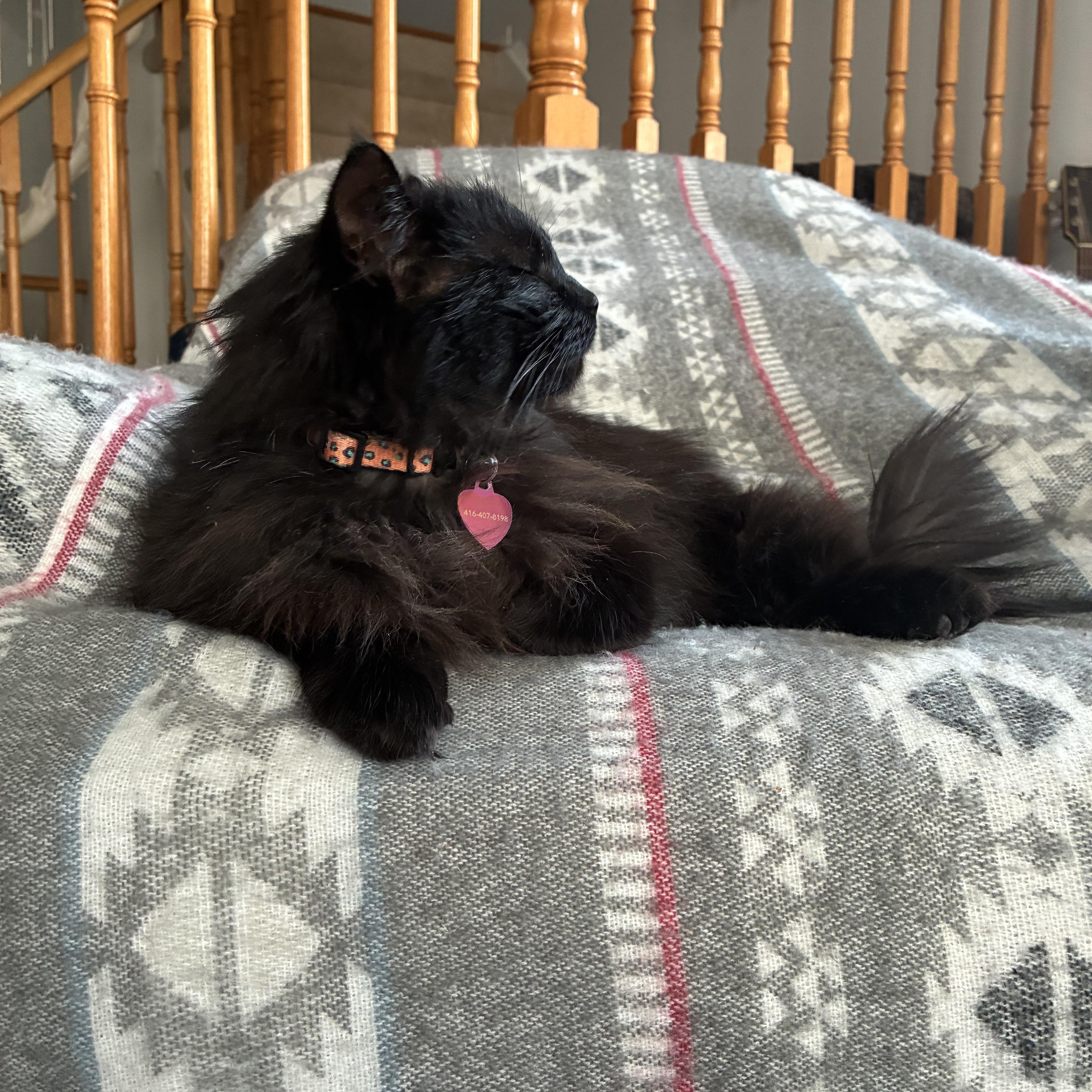 Sabrina, an adopted Domestic Long Hair in Cambridge, ON image 3/4