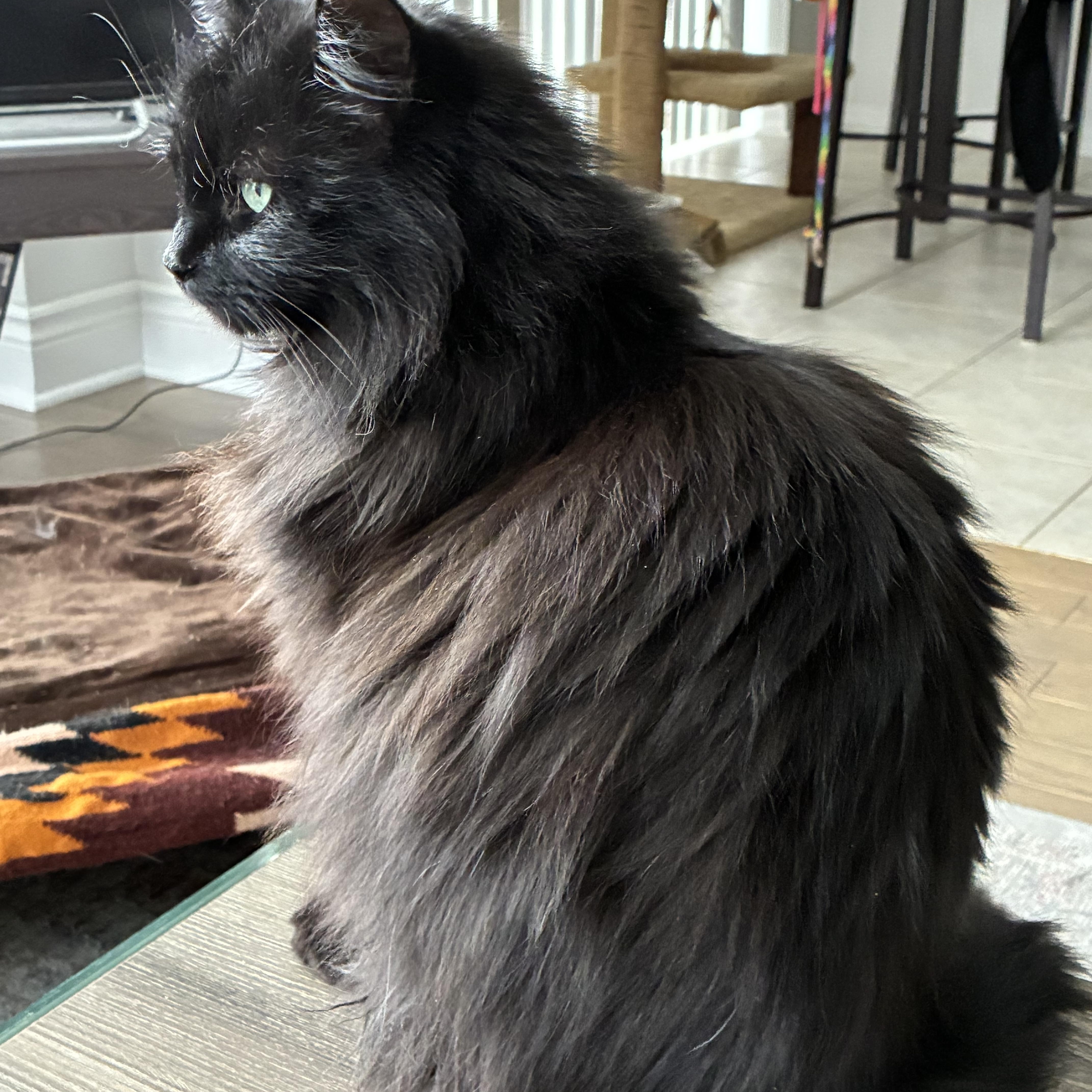 Sabrina, an adopted Domestic Long Hair in Cambridge, ON image 1/4