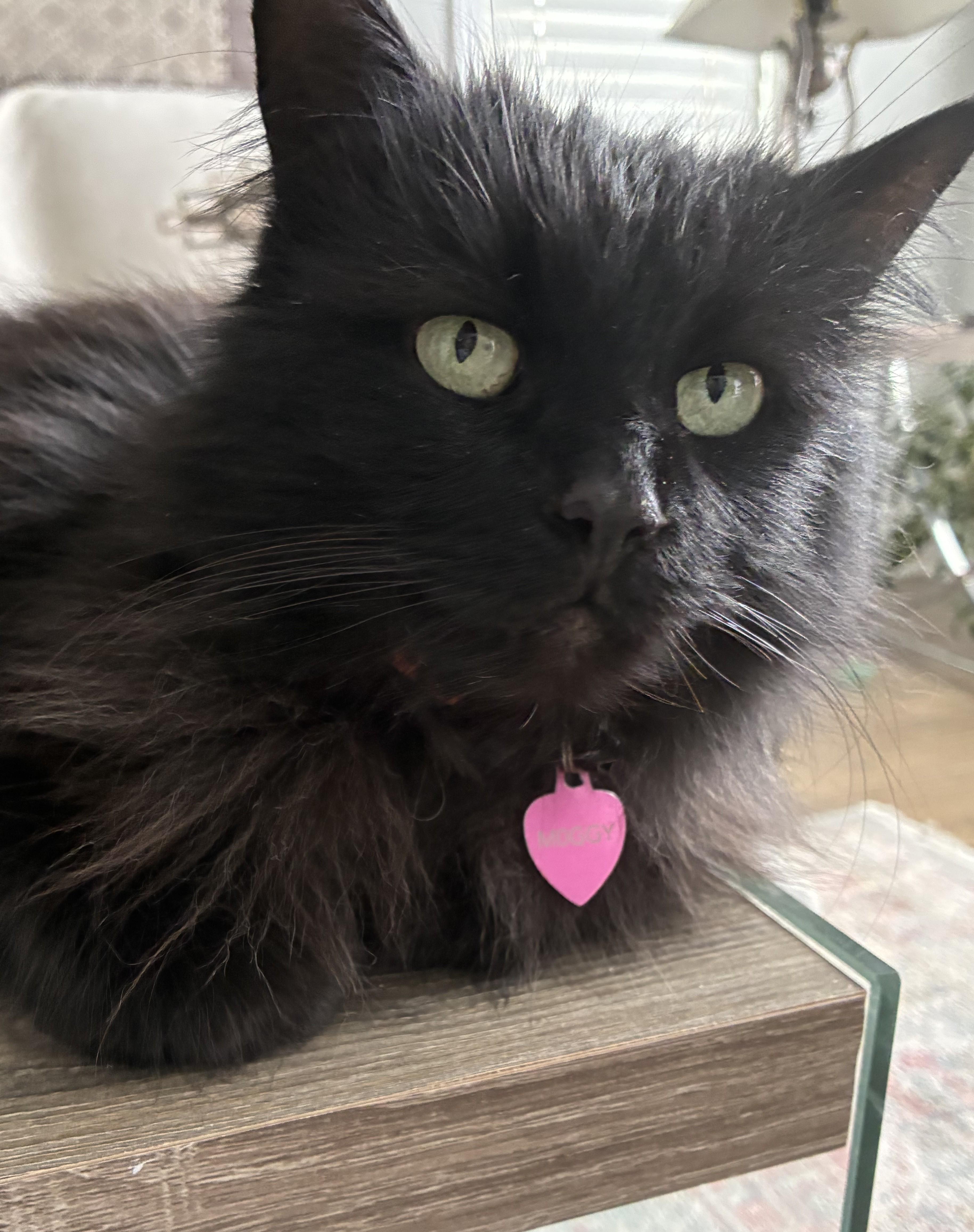 Sabrina, an adopted Domestic Long Hair in Cambridge, ON image 2/4