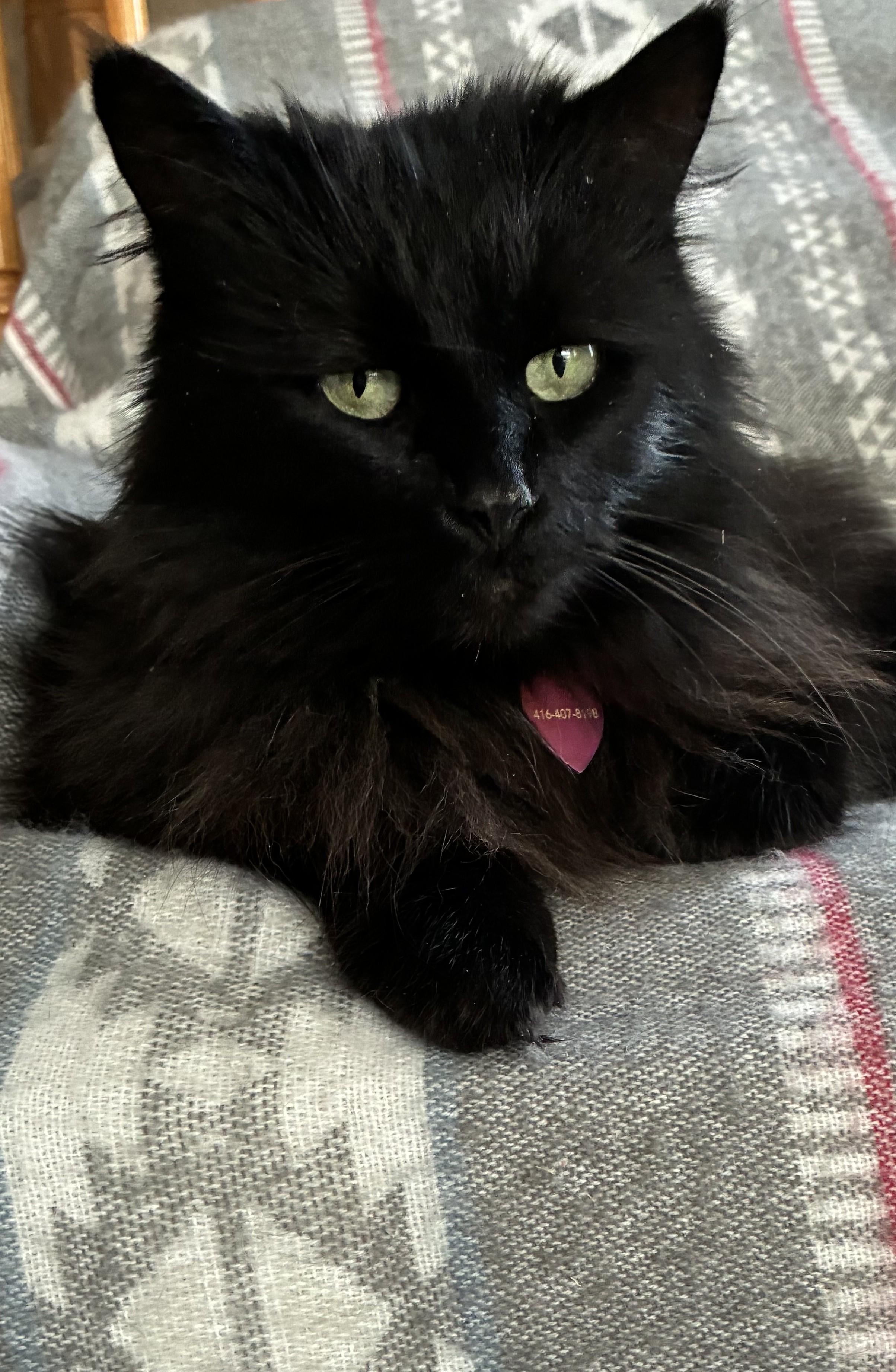 Sabrina, an adopted Domestic Long Hair in Cambridge, ON image 4/4