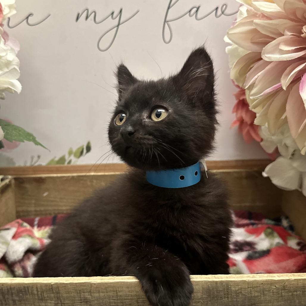 Enlarge Fender, a Adoptable Domestic Short Hair in Newberg, OR image 1/2