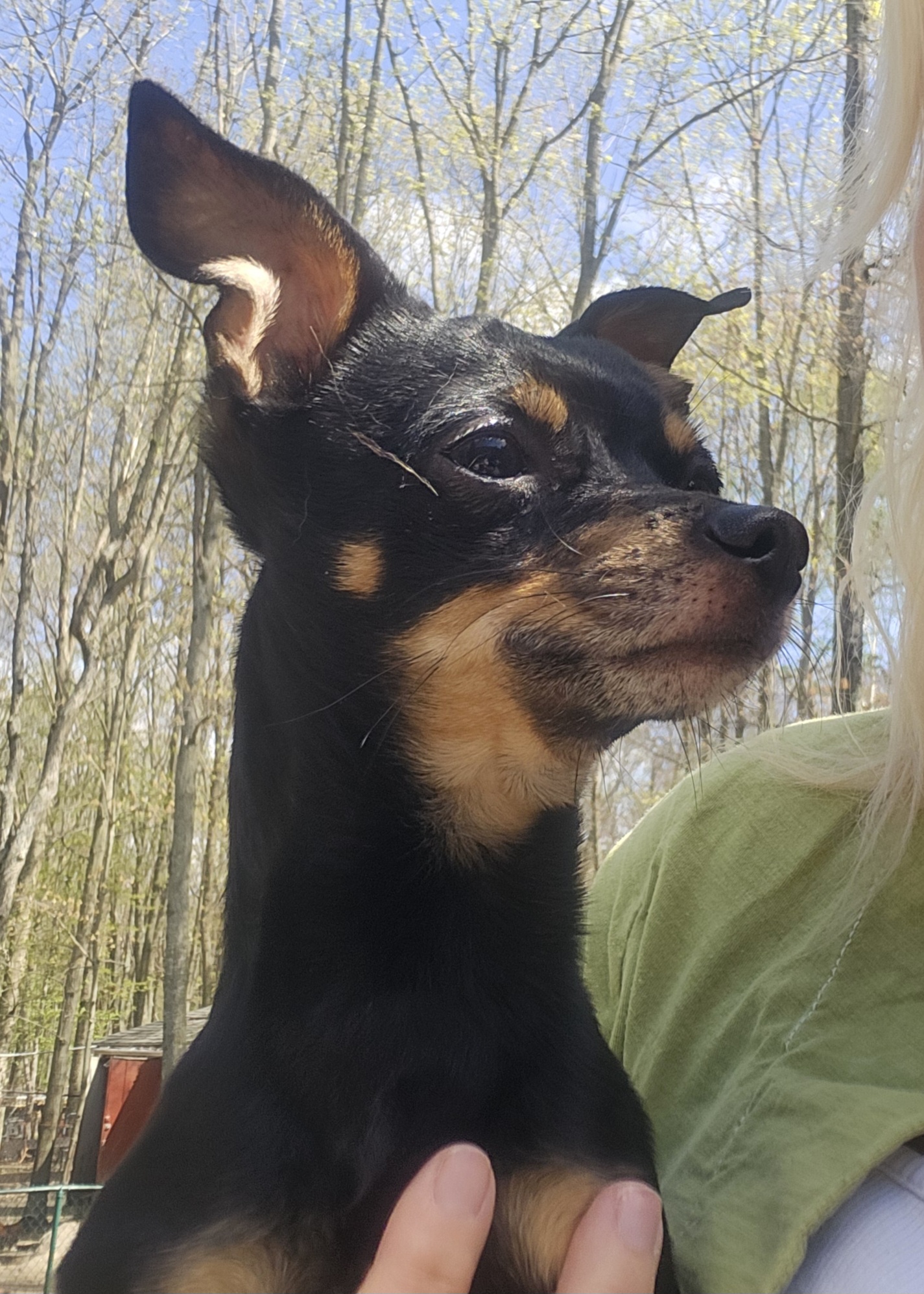 Enlarge Joey, a Adopted Chihuahua in Wolcott, CT image 2/4