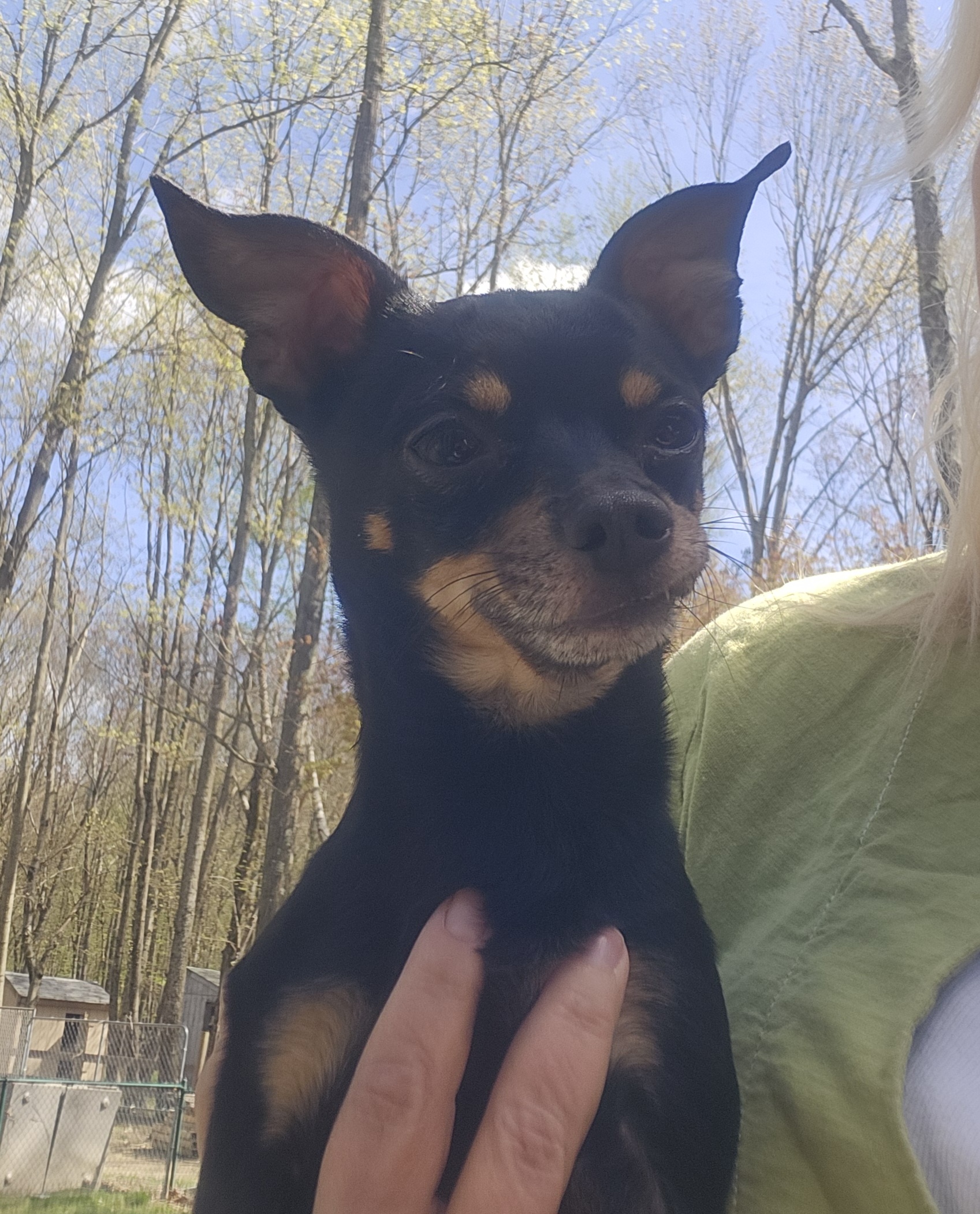 Joey, Adopted, Adult Male Chihuahua.