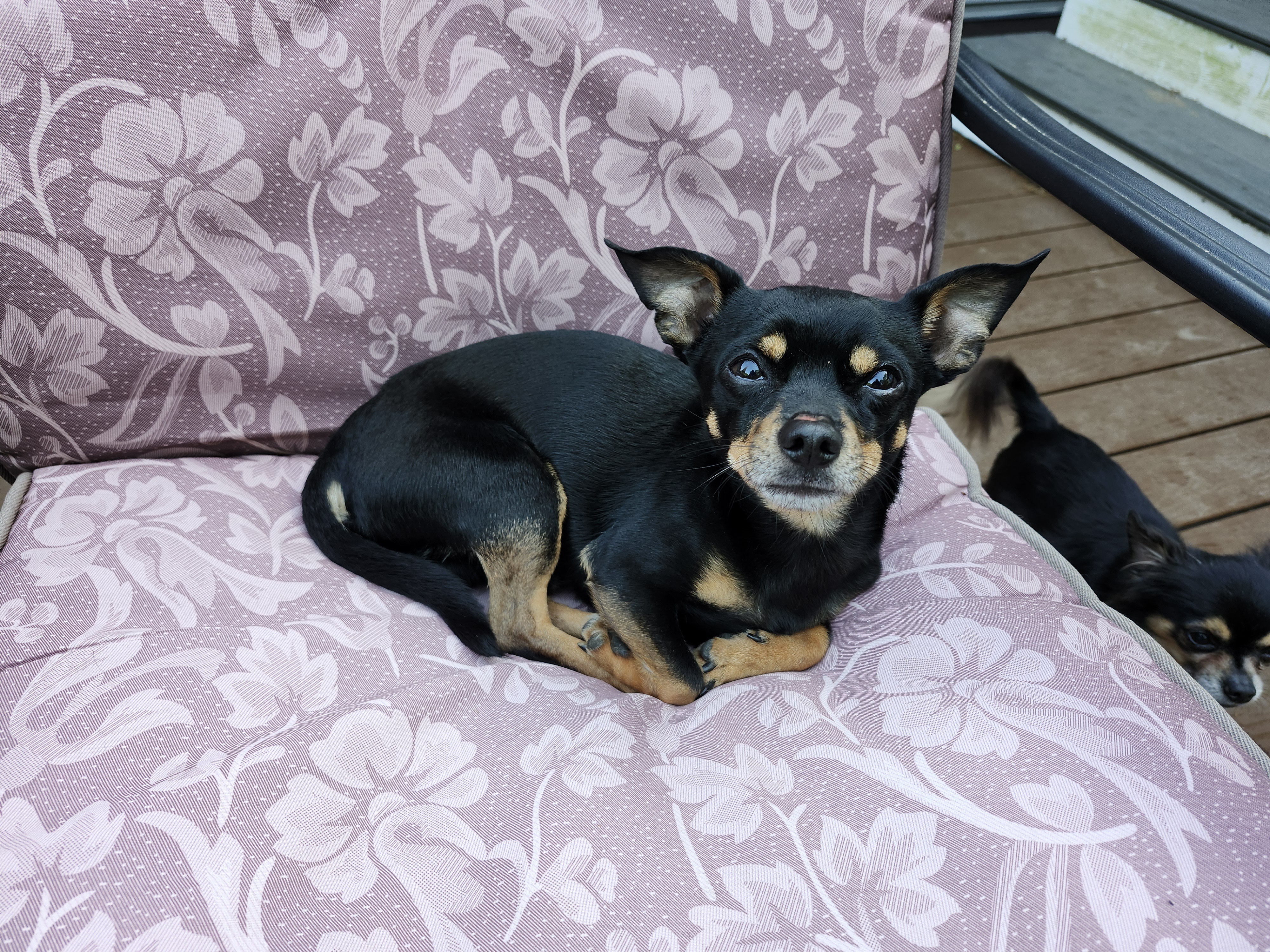 Enlarge Joey, a Adopted Chihuahua in Wolcott, CT image 3/4