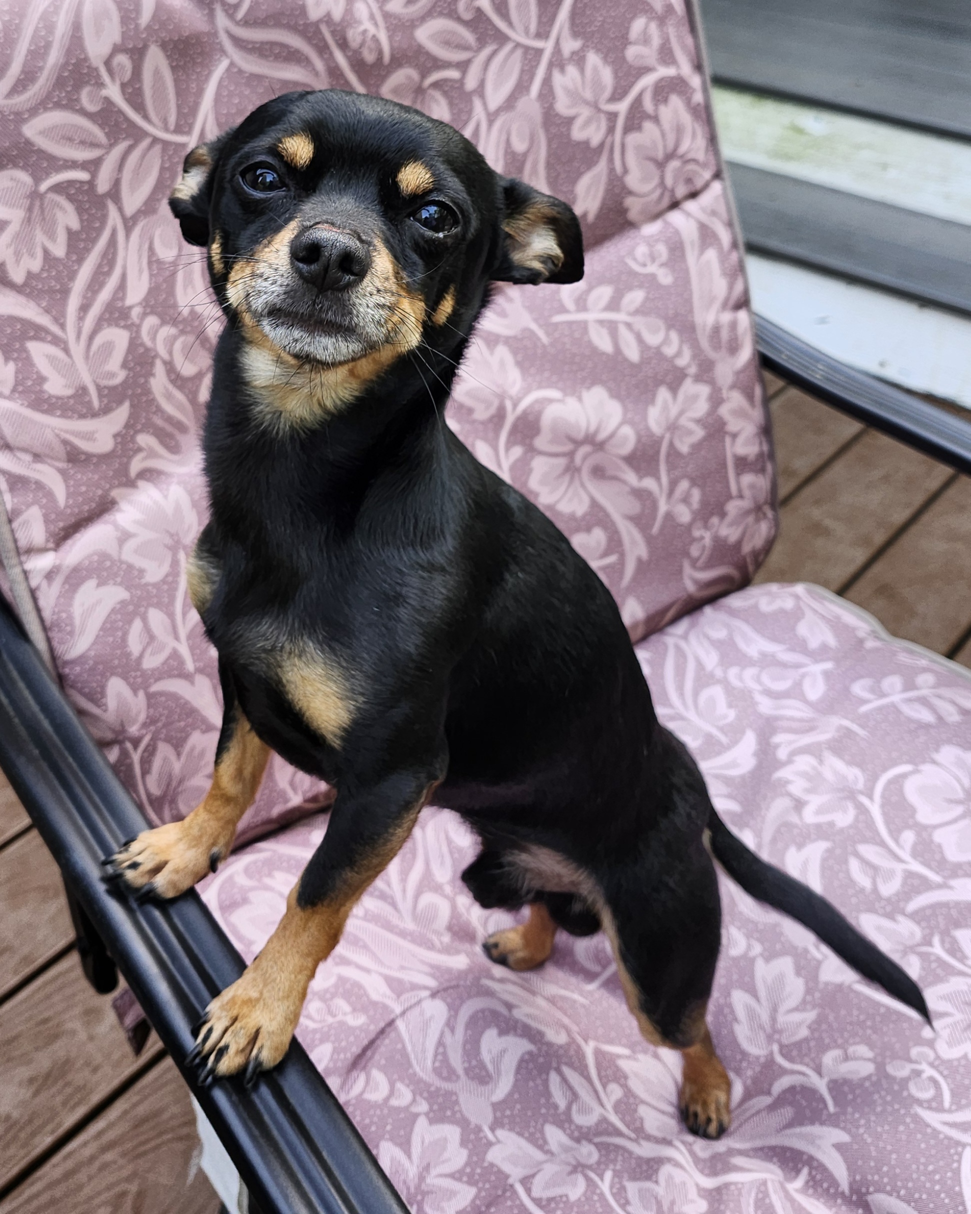 Enlarge Joey, a Adopted Chihuahua in Wolcott, CT image 4/4