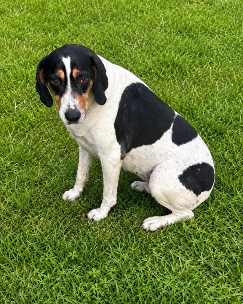 Juno, Adoptable, Adult Female Hound.