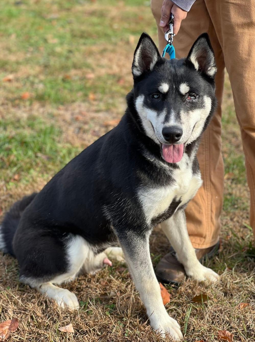 Enlarge Manzo, a Adoptable mixed breed in Breinigsville, PA image 1/4